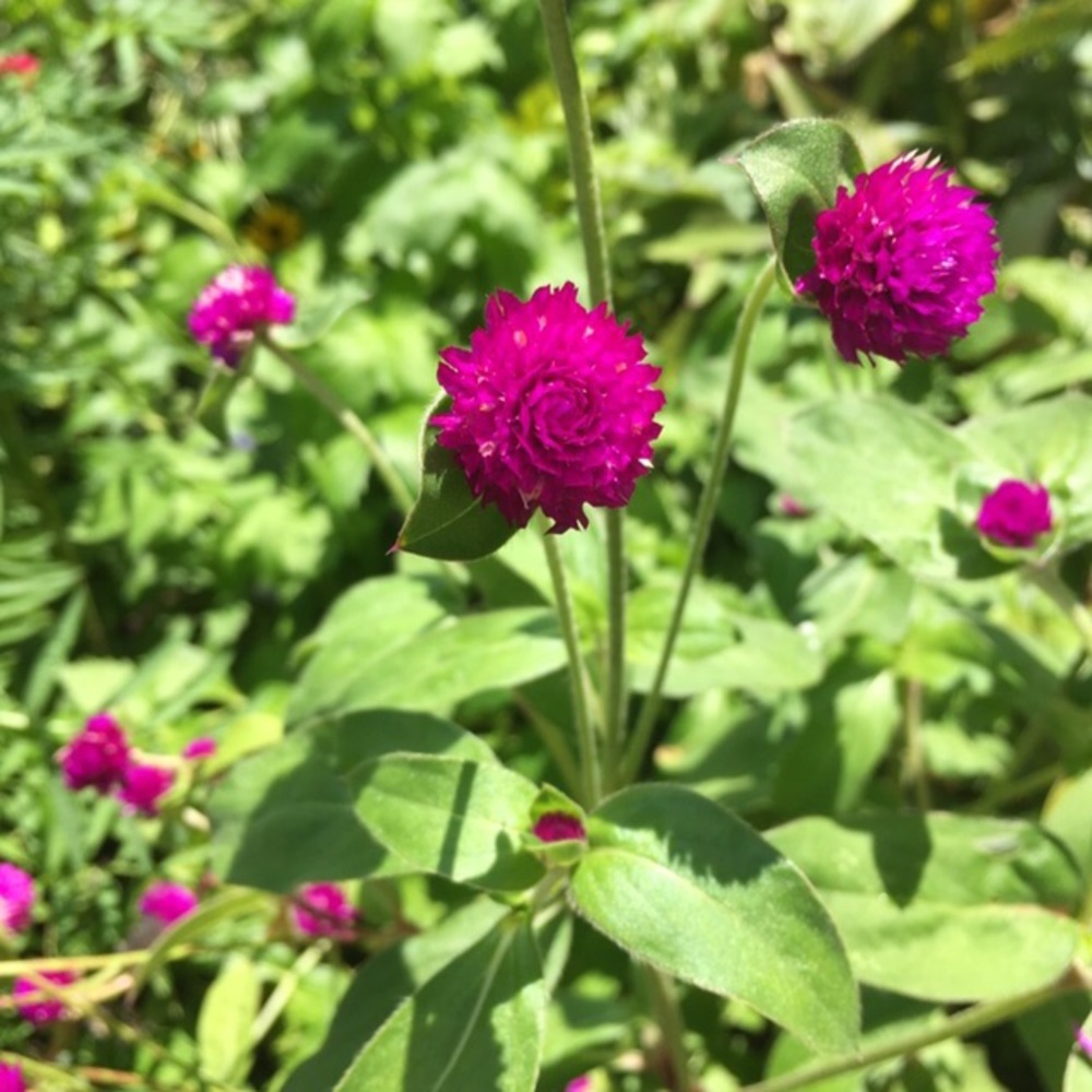 Meet your Posher, Grace